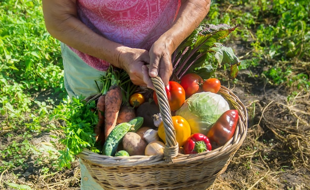 Großmutter mit Gemüse im Garten.