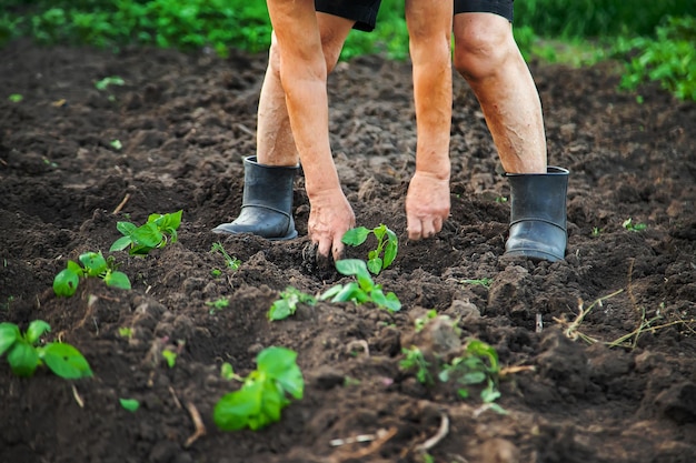 Großmutter pflanzt Setzlinge im Garten. Selektiver Fokus. Natur.