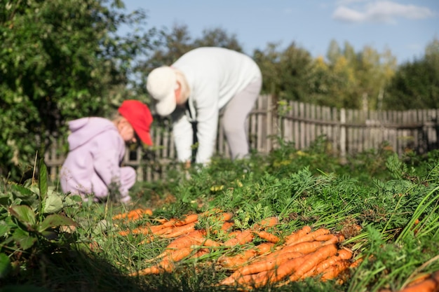 Großmutter und Enkelin ernten Karotten im Garten auf dem Bio-Bauernhof am Spätsommerwochenende