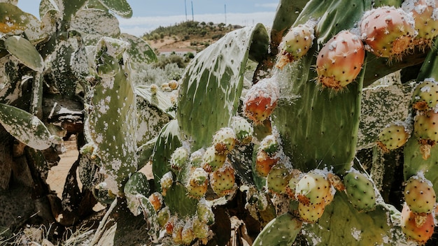 Großpflanzenkaktus opuntia ficus-indica und Kaktusfeige infiziert durch eine Cochineal-Pest in Andalusien