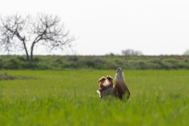 Großtrappe Otis tarda Ciudad Real Spanien