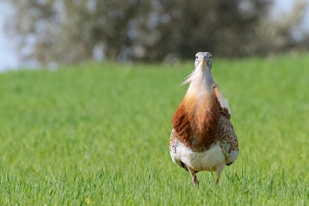 Foto großtrappe otis tarda ciudad real spanien