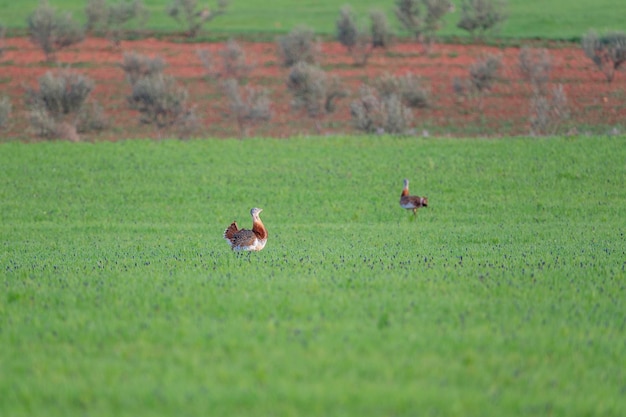 Großtrappe (Otis tarda) Ciudad Real, Spanien