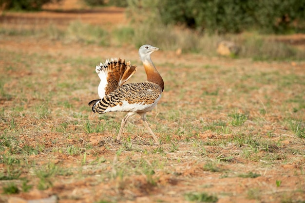 Großtrappenmännchen in der Brunftzeit in einem ungesäten Getreidefeld im Frühjahr in Zentralspanien