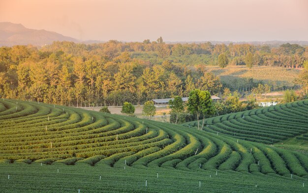 Grren-Teeplantage in Thailand