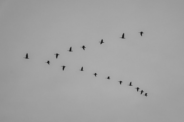 Grúas moviéndose en formación en el cielo Aves migratorias en el Darss