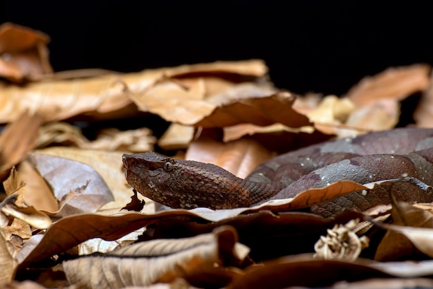 Grubenotter mit flacher Nase, die sich im Busch versteckt