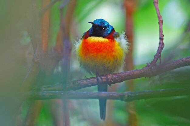 Grün-angebundenes sunbird Aethopyga-nipalensis schöne männliche Vögel von Thailand