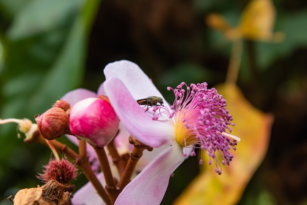 Grün fliegt auf die rosa Blume im Garten.