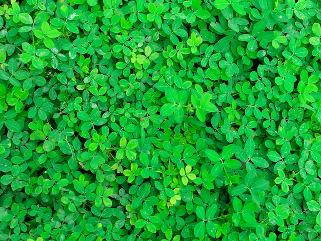 Grün frische kleine Blatt Hintergrund