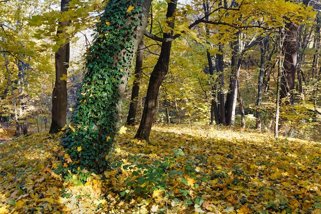 Grün-gelber Teppich aus Herbstblättern im Wald.