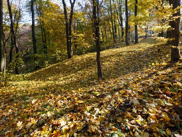 Grün-gelber Teppich aus Herbstblättern mit Schatten von Bäumen im Stadtpark.