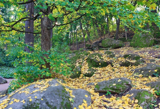 Grün-gelbes Baumlaub und große Steine im herbstlichen Stadtpark