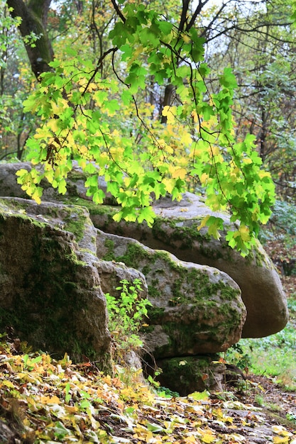 Grün-gelbes Baumlaub und große Steine im herbstlichen Stadtpark