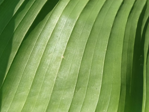 Grün gestreifter vegetativer verschwommener abstrakter Hintergrund Nahaufnahme eines grün geäderten Blattes Soft-Fokus-Effekt Bananenstaude oder Hosta-Pflanzenblattstruktur