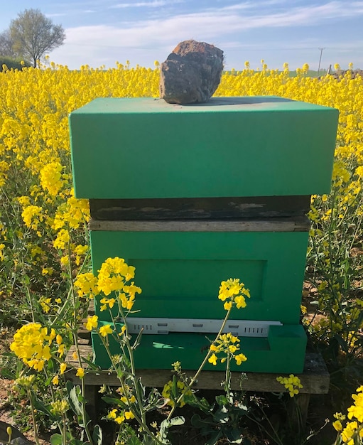 Foto grün gestrichener bienenstock in einem gelben blumenfeld in yorkshire dales