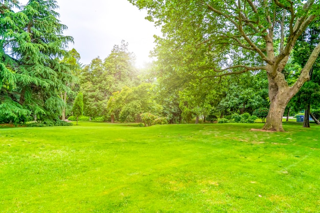 Grün-grüner Wald im Park