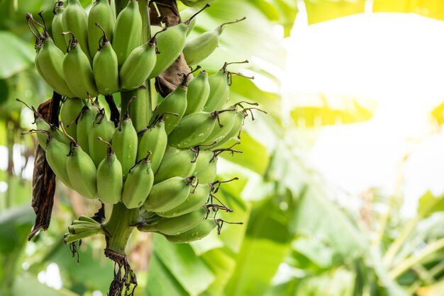 Grün hintergrund natur pflanze und blatt Banane