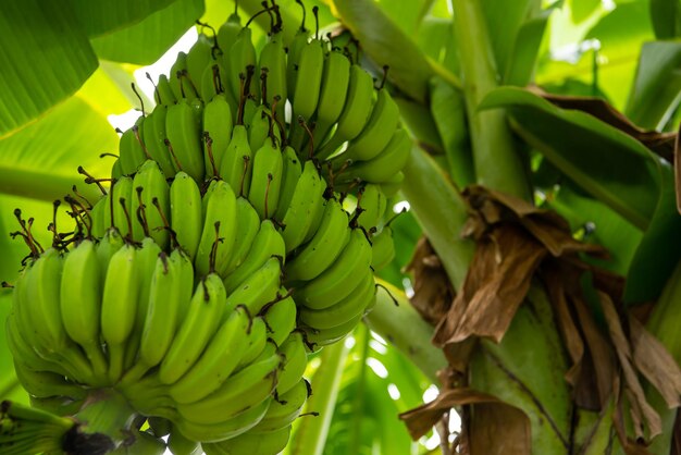 Grün hintergrund natur pflanze und blatt Banane