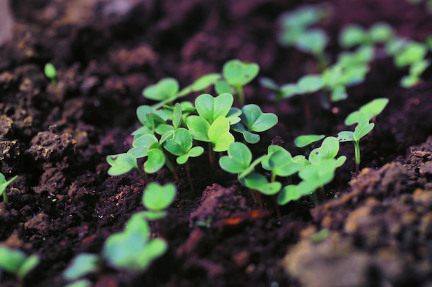 Grün in einem Gewächshaus Frisches Grün im Frühjahr auf den Betten Junge Sprossen von Setzlingen im Garten