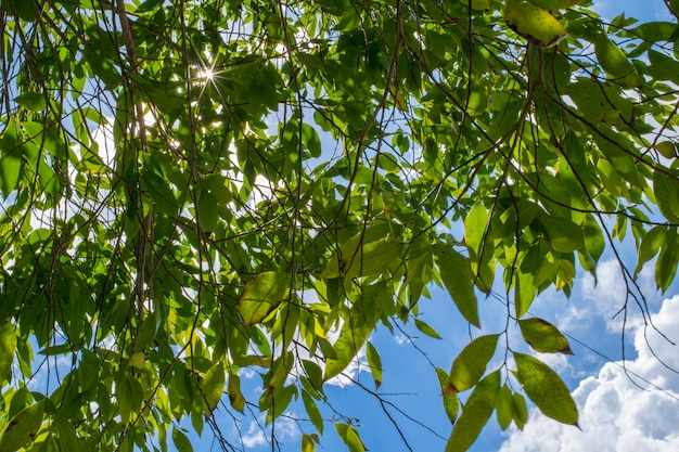 Grün lässt Baum auf Hintergrund des blauen Himmels