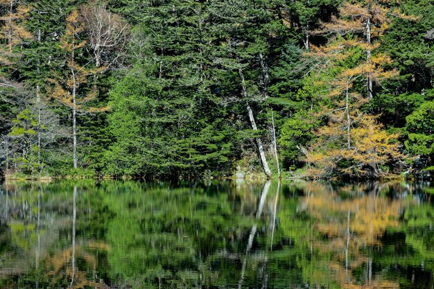 Grün lässt Baumwald mit Reflexion auf Myojin-Teich an der japanischen Alpen.