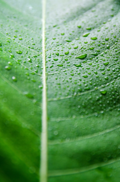 Grün lässt Beschaffenheit und Tropfen des Wassers, Tapete durch Detail des grünen Blattes.