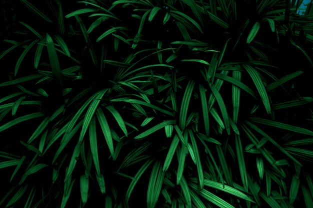 Grün lässt Farbtondunkelheit morgens Umwelt, Fotokonzeptnatur und Anlage.