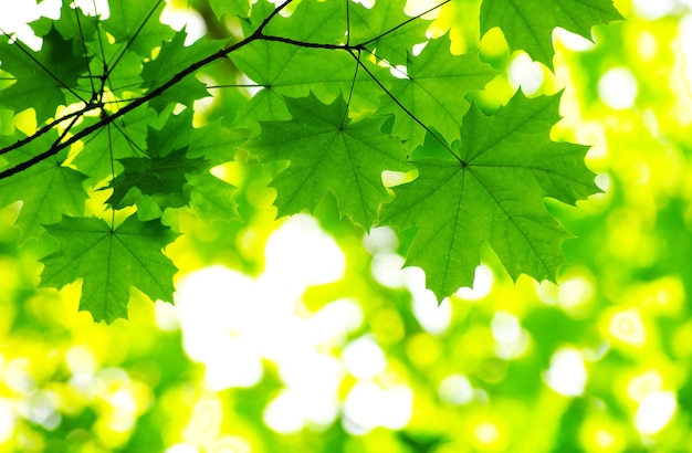 Grün lässt Hintergrund am sonnigen Tag