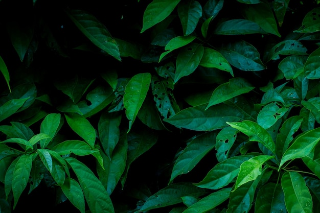 Grün lässt Hintergrund im eco Konzeptbild des dunklen Lichtes oder Erfrischungskonzepthintergrund