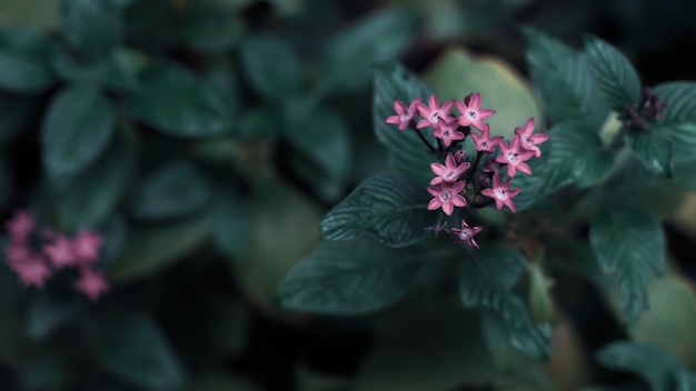 Grün lässt Hintergrund mit kleiner kleiner violetter Blume