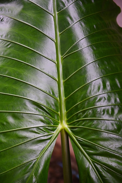 Grün lässt Musterbeschaffenheit riesigen Wasserbrotwurzelblatt Araceae-Pflanzen-Wasserunkräuter im tropischen Wald - Ohrelefantblatt Alocasia Indica