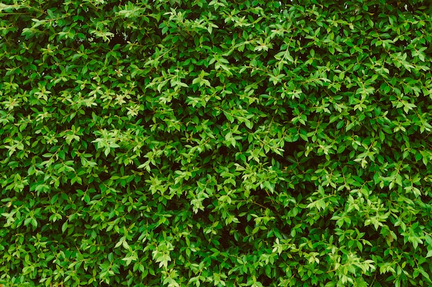 Grün lässt Wandhintergrund, Anlage auf der Wand