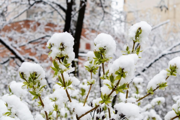 Foto grün schießt im schnee