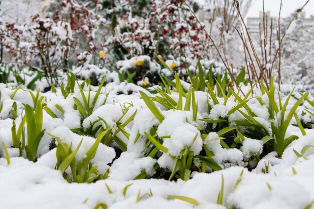 Foto grün schießt im schnee