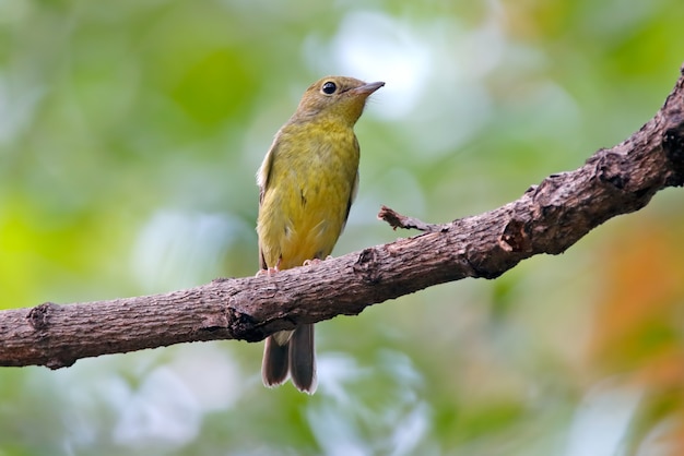 Grün-unterstützter Schnäpper Ficedula elisae Schöne weibliche Vögel von Thailand