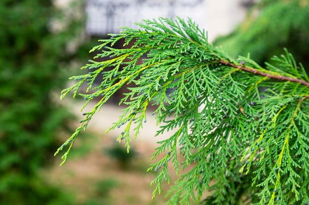 Grün von Chamaecyparis Lawsoniana Hintergrund, Zypressenniederlassungen Nahaufnahme, Vorfrühling