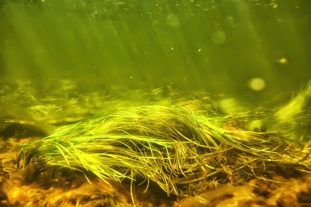 Grünalgen unter Wasser in der Flusslandschaft Flusslandschaft, Ökologie Natur