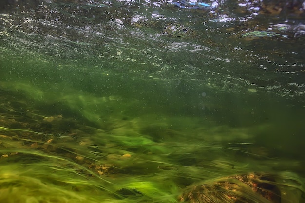 Grünalgen unter Wasser in der Flusslandschaft Flusslandschaft, Ökologie Natur