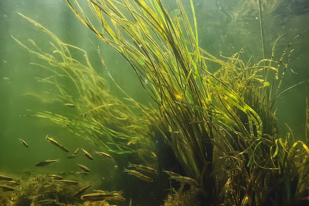 Grünalgen unter Wasser in der Flusslandschaft Flusslandschaft, Ökologie Natur