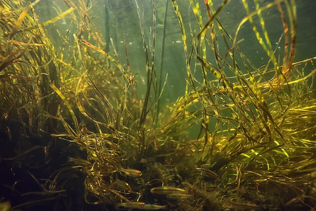Grünalgen unter Wasser in der Flusslandschaft Flusslandschaft, Ökologie Natur