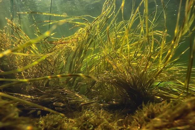 Grünalgen unter Wasser in der Flusslandschaft Flusslandschaft, Ökologie Natur