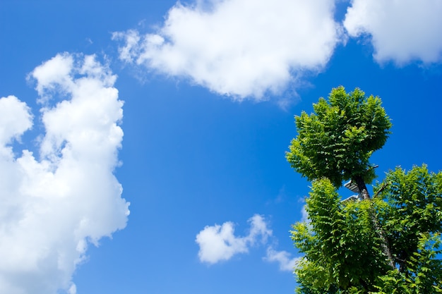 Grünblätter auf blauem Himmel.