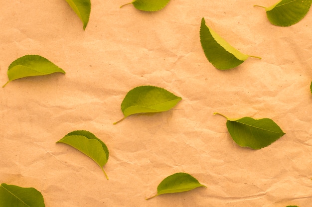 Grünblätter auf braunem Papier