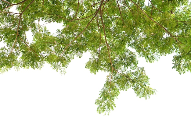 Grünblätter auf einem weißen Hintergrund