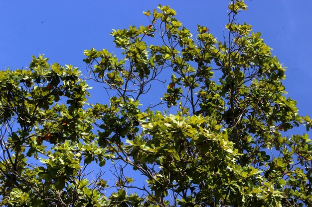 Grünblätter auf Hintergrund des blauen Himmels