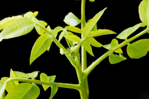 Grünblätter und kleine Walnussblumen auf einer Dunkelheit.