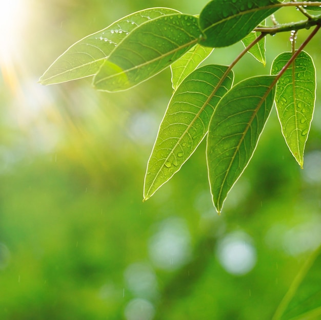 Grünblätter und -niederlassungen in der Natur im Sommer