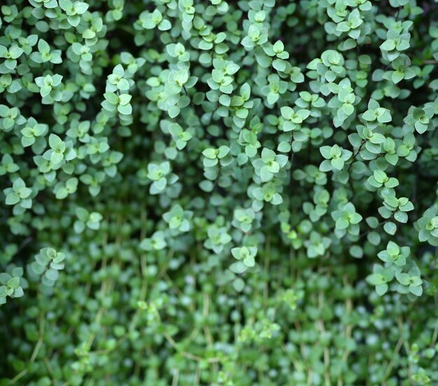 Foto grünblatt-naturhintergrund für den text