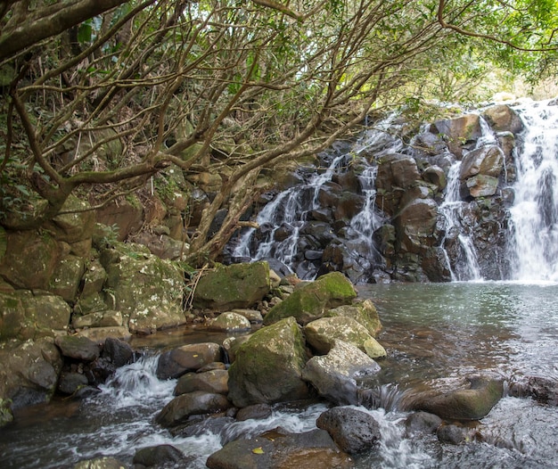 grüne afrikanische Bäume und Vegetation in Mauritius